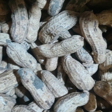 鲜花生大量有货，四粒红，大白沙花生都有货