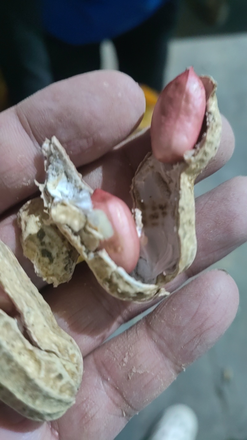 鲜花生大量有货，四粒红，大白沙花生都有货