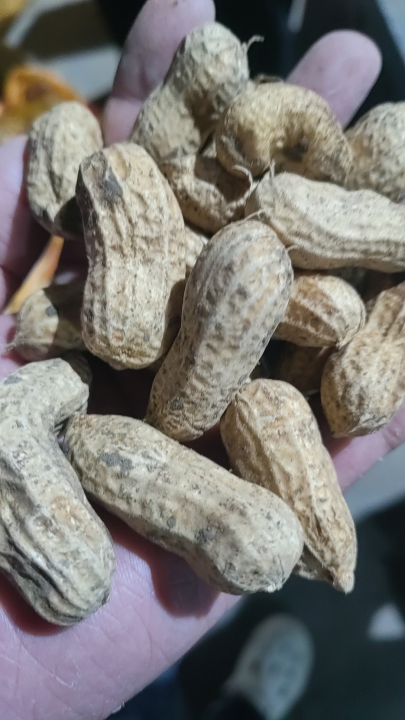 鲜花生大量有货，四粒红，大白沙花生都有货
