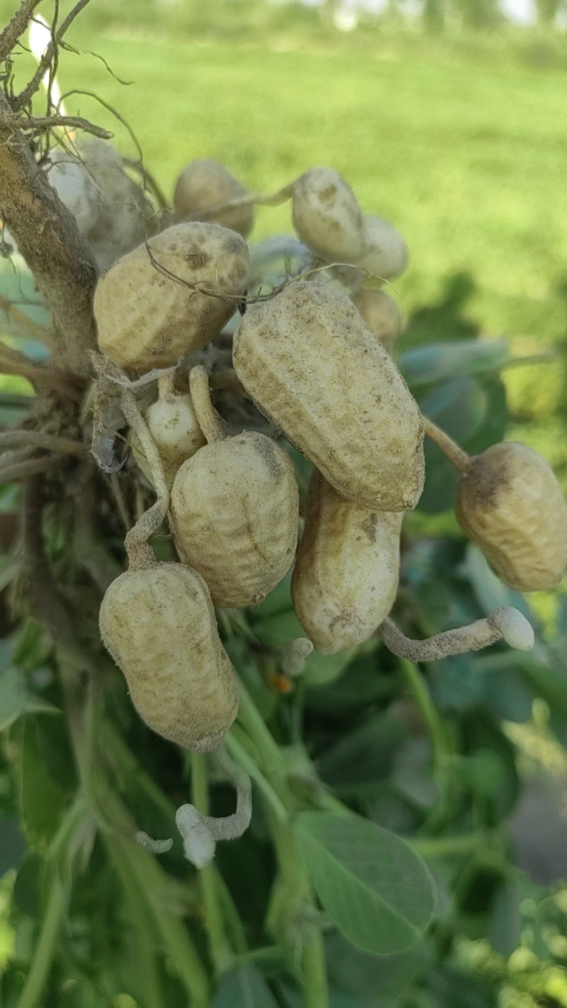 鲜花生大量有货，四粒红，大白沙花生都有货