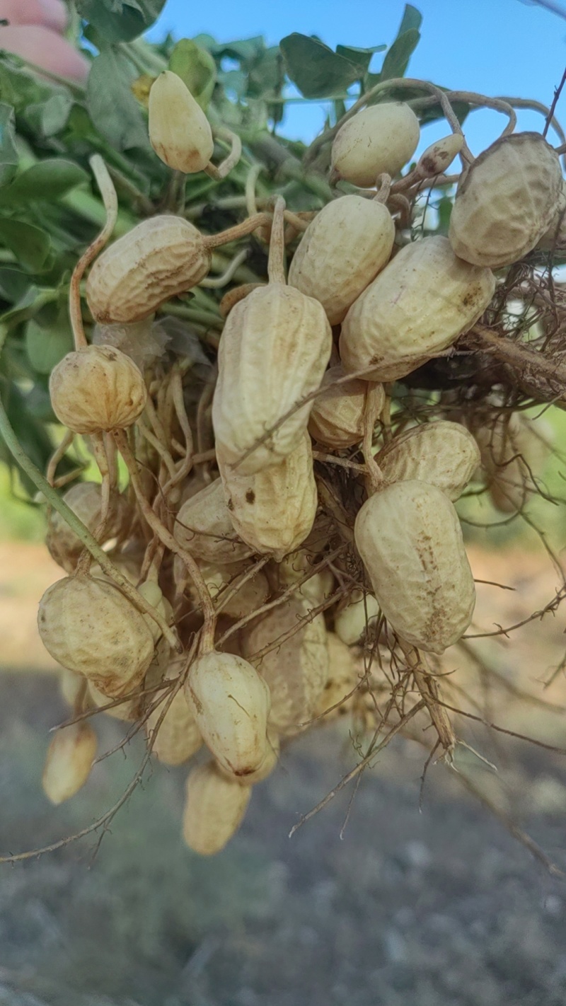 鲜花生大量有货，四粒红，大白沙花生都有货