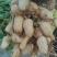 鲜花生大量有货，四粒红，大白沙花生都有货