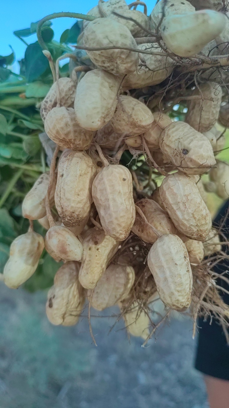 鲜花生大量有货，四粒红，大白沙花生都有货