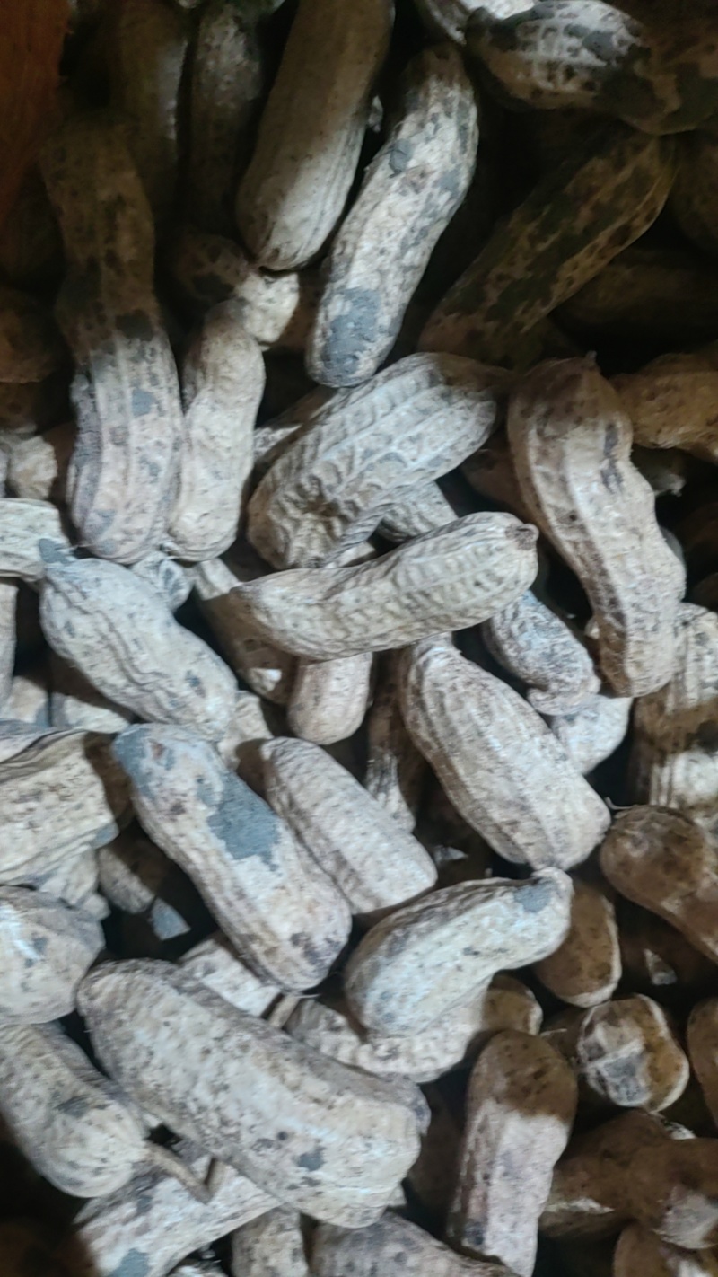 鲜花生大量有货，四粒红，大白沙花生都有货