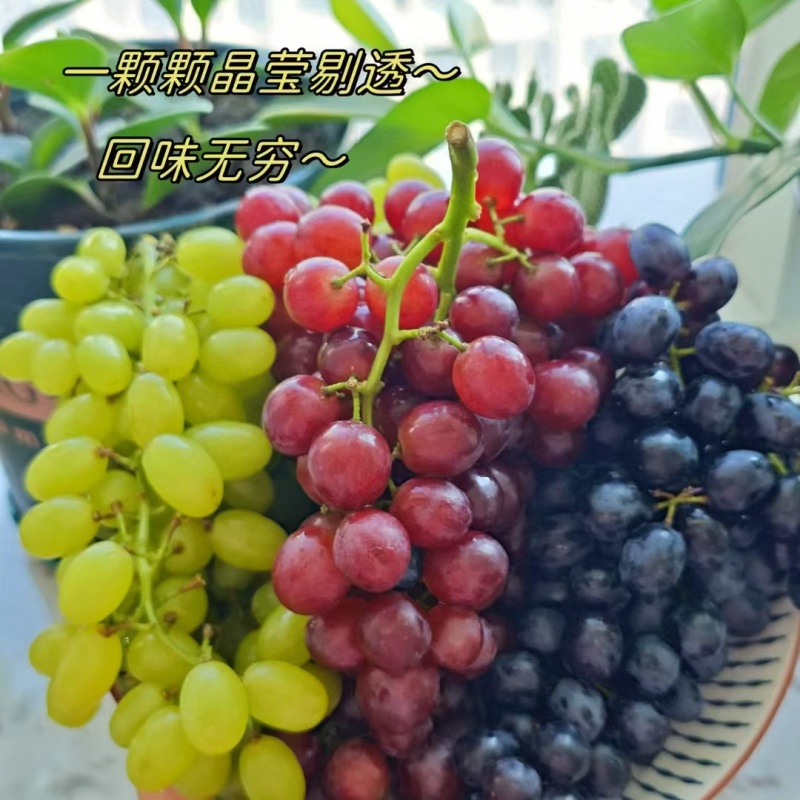 炎炎夏日，解暑必备！新疆三色葡萄汇聚一堂[哇]无