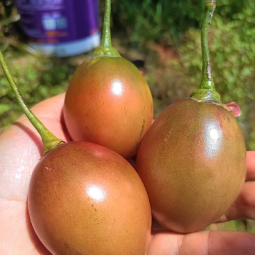 大树番茄