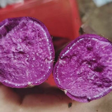 湖北精品紫薯产地发货一手货源批发品质保证价格便宜