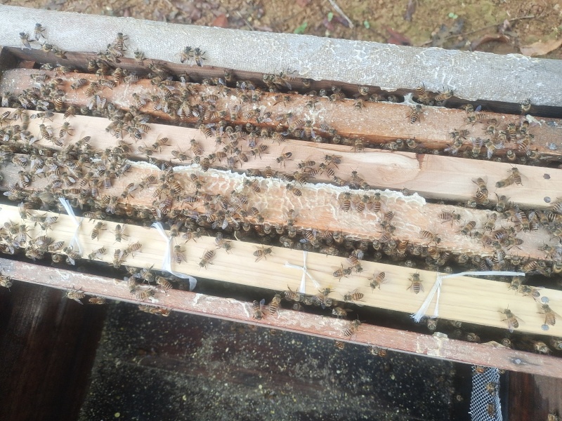蜂蜜中锋蜂蜜，50斤起发不含运费，自家土蜂蜜，波密度42