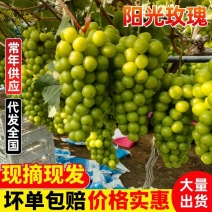 江苏阳光玫瑰一手货源可视频看货精品直发价格美丽