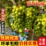 江苏阳光玫瑰一手货源可视频看货精品直发价格美丽