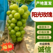 新鲜阳光玫瑰，万亩基地，现采现发，对接全国各大商超