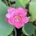 荷花粉牡丹种藕（包对版）