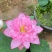 荷花粉牡丹种藕（包对版）