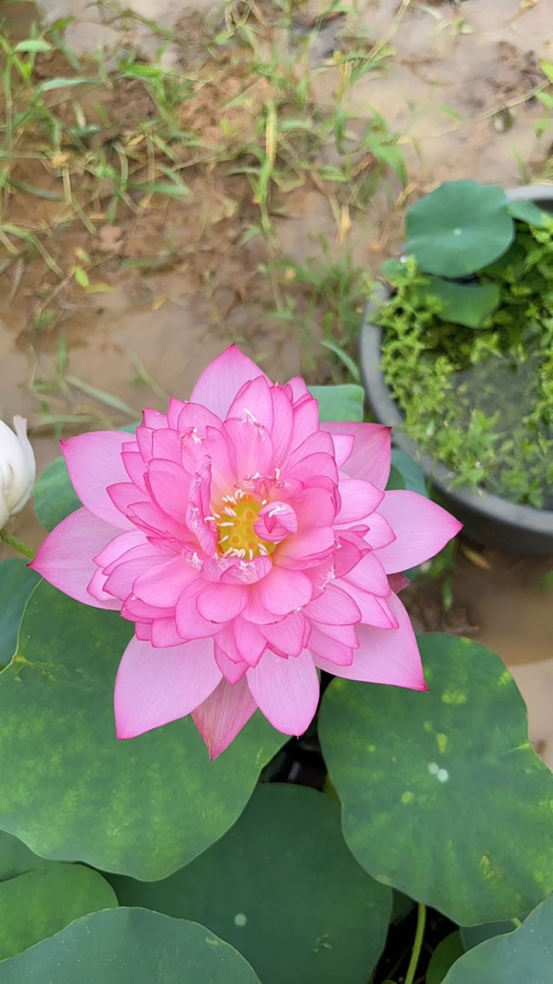 荷花粉牡丹种藕（包对版）