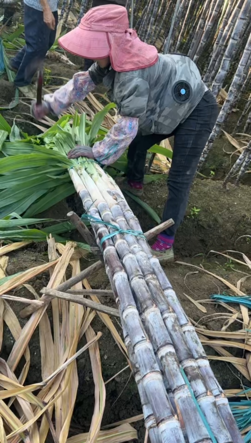 云南黑皮甘蔗1200亩基地直销，货源充足，质量保证，对接