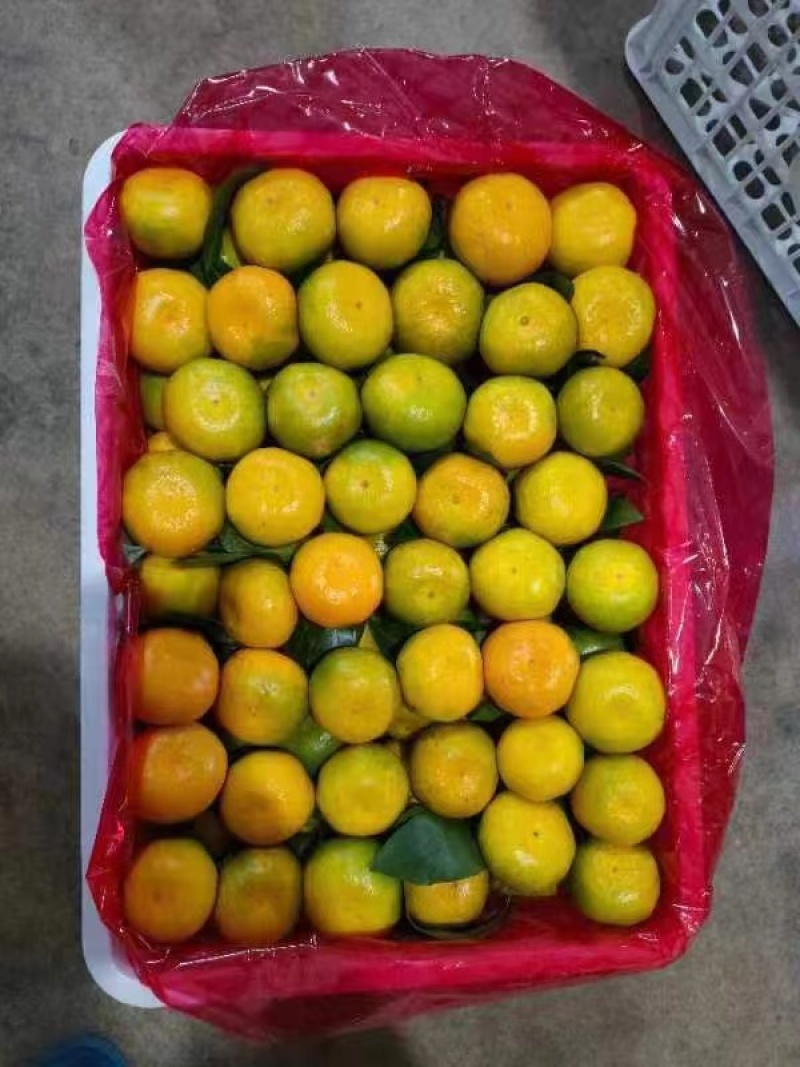 云南高山早熟蜜桔大量上市，皮薄，无渣，现采现发