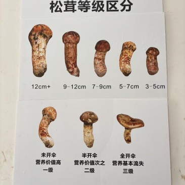 小金松茸