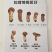 小金松茸