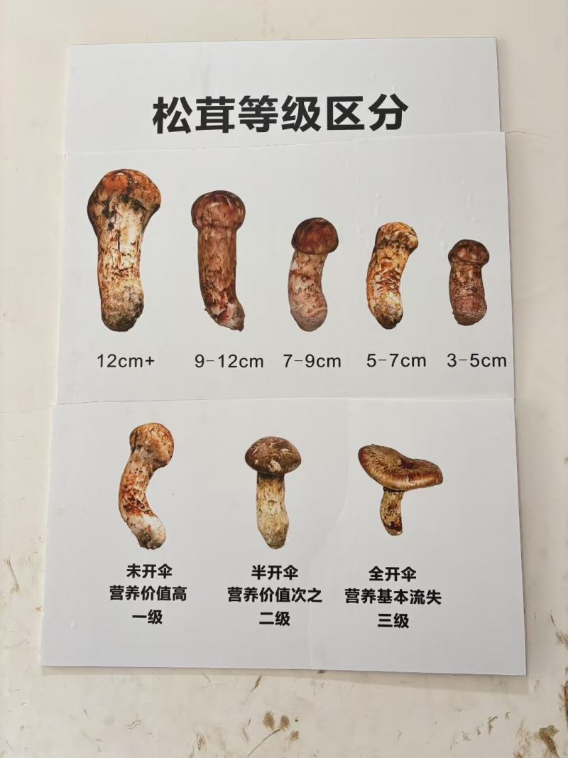 小金松茸
