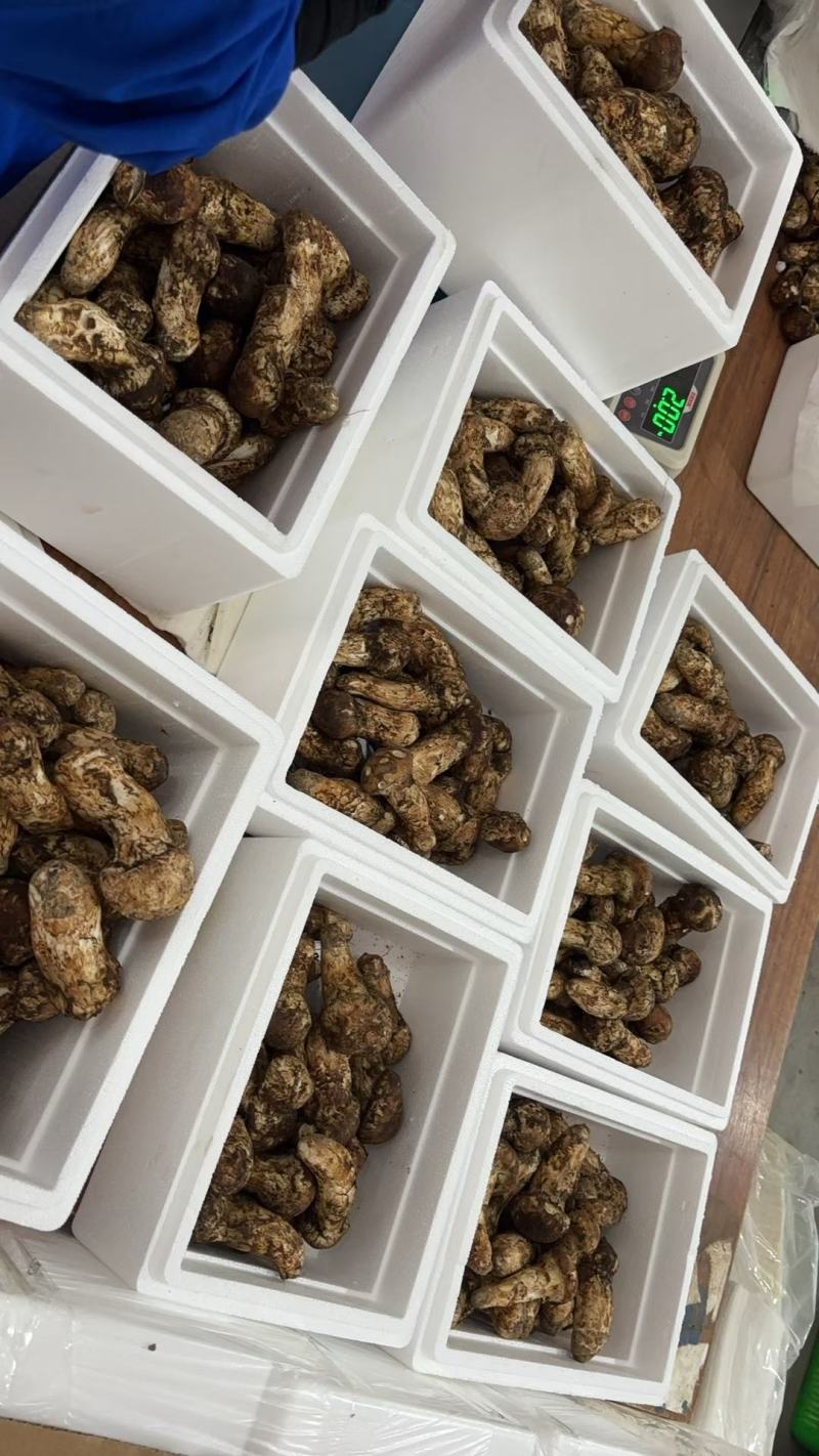小金松茸