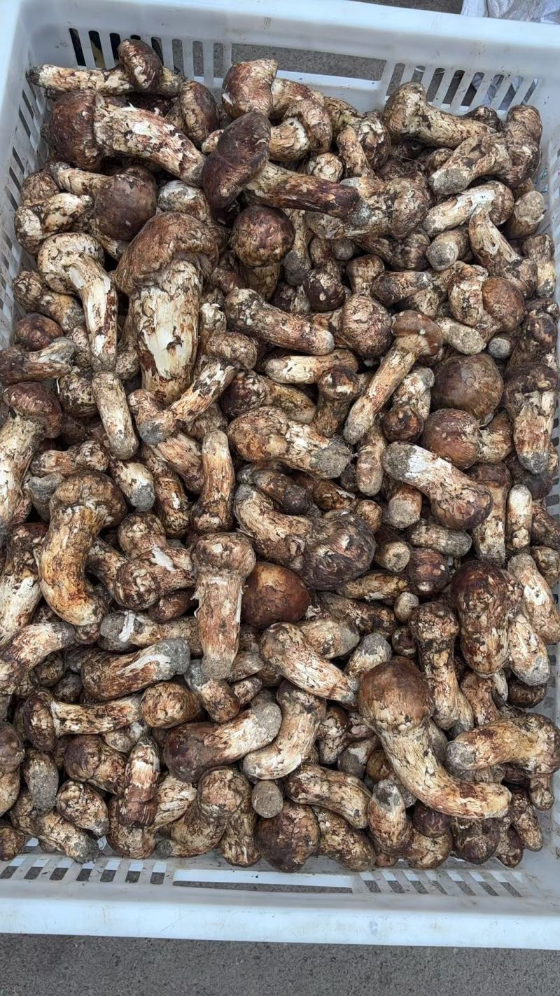 小金松茸