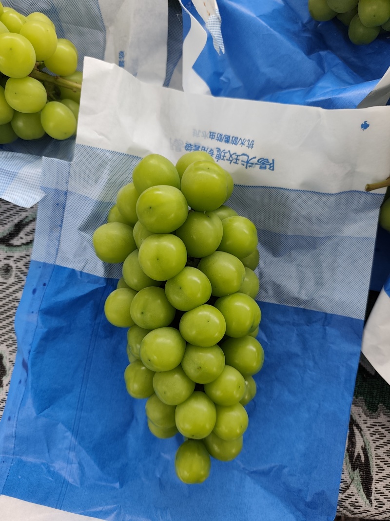湖北阳光玫瑰葡萄/阳光玫瑰葡萄大量上市/对接超市电商