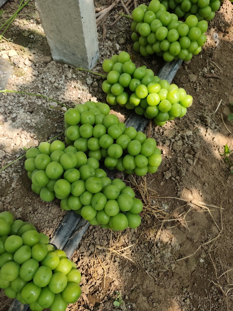 湖北阳光玫瑰葡萄/阳光玫瑰葡萄大量上市/对接超市电商