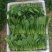 内蒙菠菜大量上市货量充足全国发