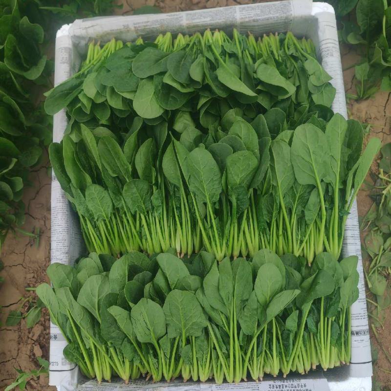 内蒙菠菜大量上市货量充足全国发