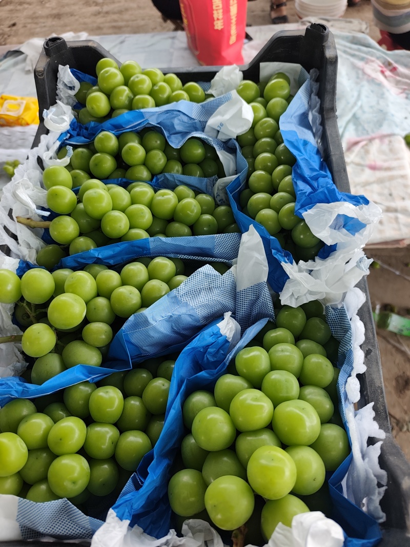 湖北阳光玫瑰葡萄/阳光玫瑰葡萄大量上市/对接超市电商