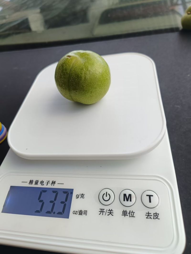 汶川青脆李