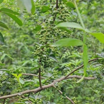 中国青花椒**县青花椒