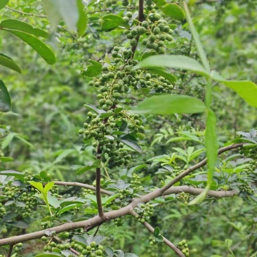 中国青花椒**县青花椒