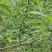 中国青花椒**县青花椒