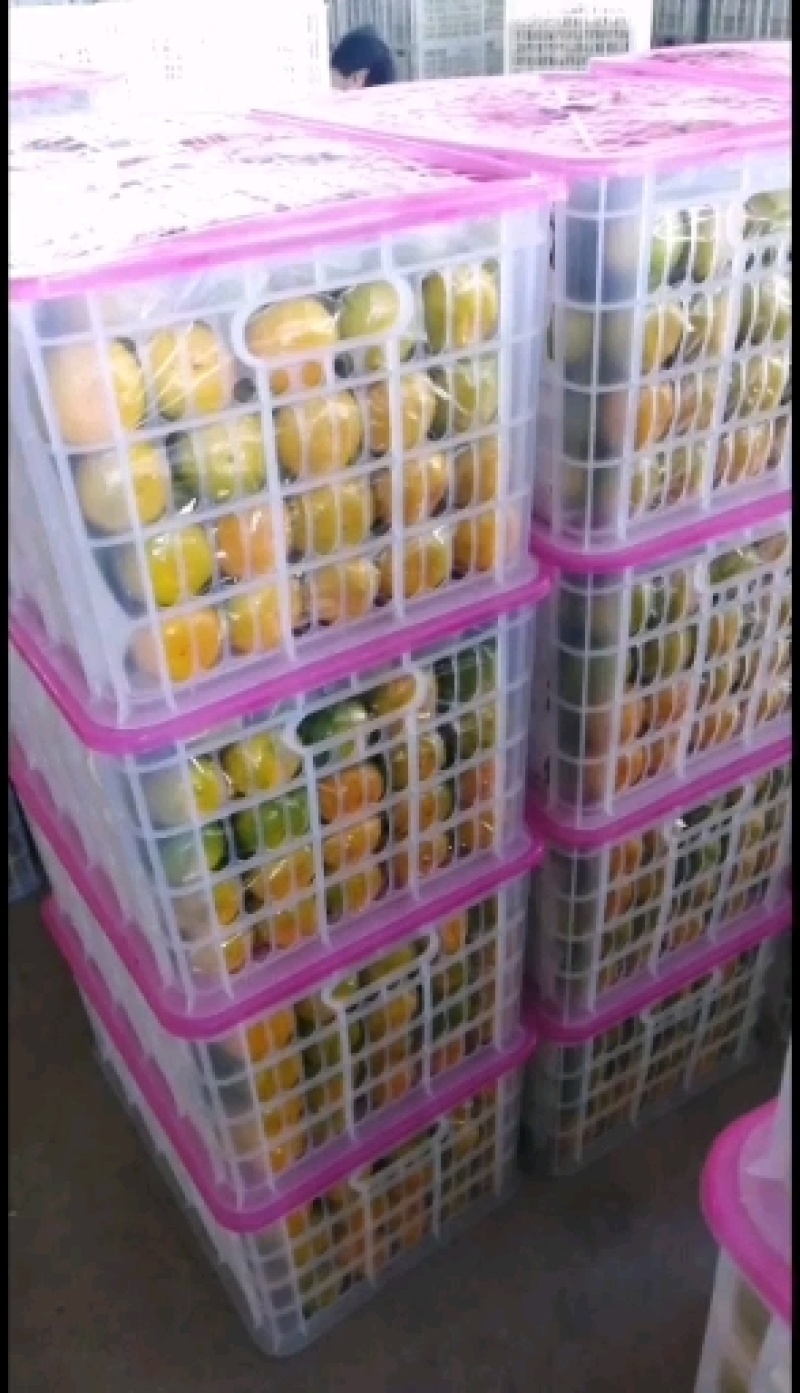 云南精品蜜橘，柑橘，叶果丑橘看货现场采摘量大优惠