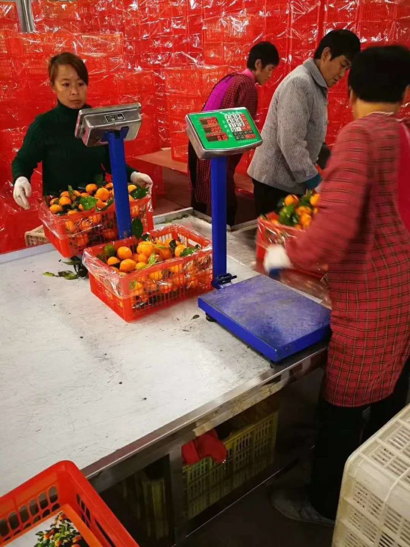 云南精品蜜橘，柑橘，叶果丑橘看货现场采摘量大优惠