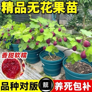 【带果发货】丰产黄无花果树苗盆栽带果特大果耐寒南北方种植地栽