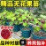 【带果发货】丰产黄无花果树苗盆栽带果特大果耐寒南北方种植地栽