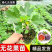 【带果发货】丰产黄无花果树苗盆栽带果特大果耐寒南北方种植地栽