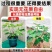 【带果发货】丰产黄无花果树苗盆栽带果特大果耐寒南北方种植地栽