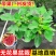 【带果发货】丰产黄无花果树苗盆栽带果特大果耐寒南北方种植地栽