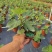 【带果发货】丰产黄无花果树苗盆栽带果特大果耐寒南北方种植地栽