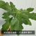【带果发货】丰产黄无花果树苗盆栽带果特大果耐寒南北方种植地栽
