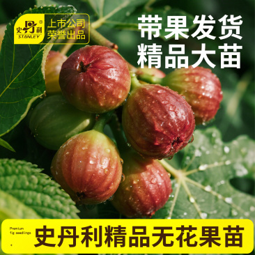 史丹利无花果树苗波姬红皮大果正品盆地栽矮化当年结果南北方种植