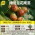 史丹利无花果树苗波姬红皮大果正品盆地栽矮化当年结果南北方种植