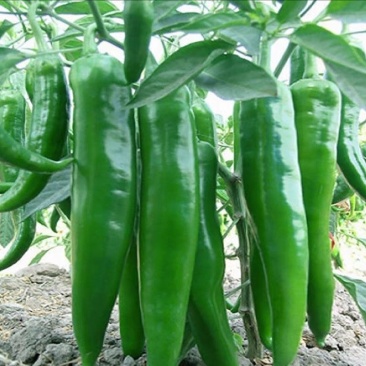 河南【鲜辣椒】羊角椒种植基地看货论价保质保量欢迎订购