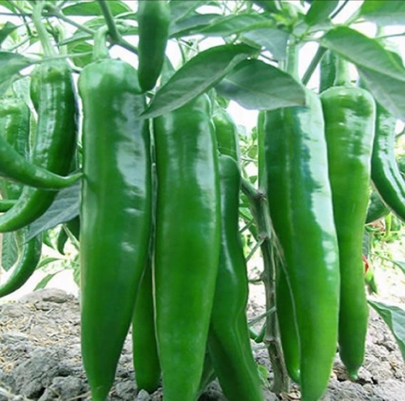 河南【鲜辣椒】羊角椒种植基地看货论价保质保量欢迎订购