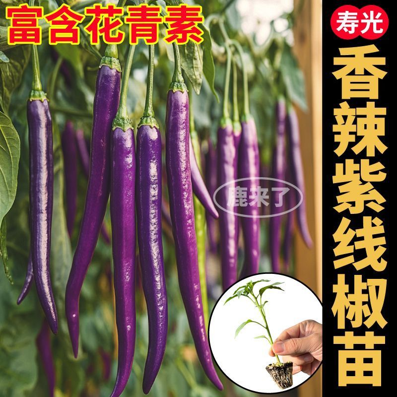 寿光紫线椒辣椒苗秧又香又辣四季高产黄绿紫线椒阳台盆栽带土