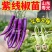 寿光紫线椒辣椒苗秧又香又辣四季高产黄绿紫线椒阳台盆栽带土