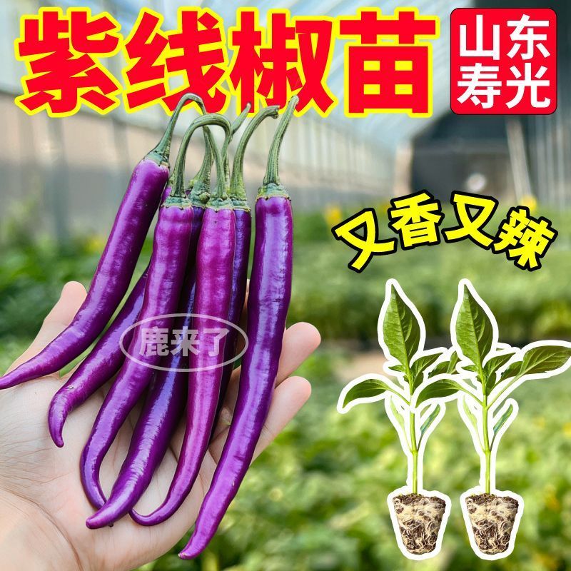 寿光紫线椒辣椒苗秧又香又辣四季高产黄绿紫线椒阳台盆栽带土